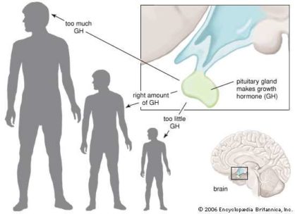 Growth Hormone and pituitary gland